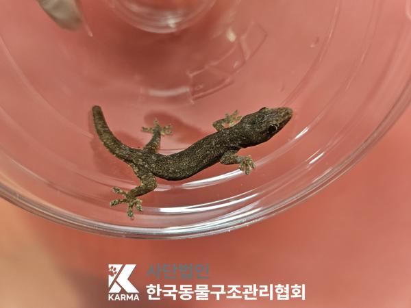 보호중 기타축종의 …